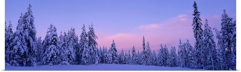 Sweden, Dalarna , forest, winter