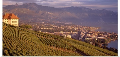 Switzerland, Vevey , vineyards