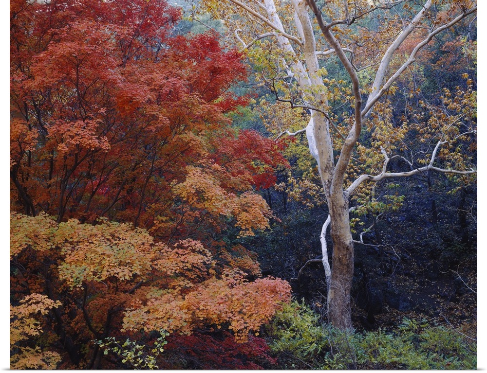 Large print of autumn colored trees in a dense forest.