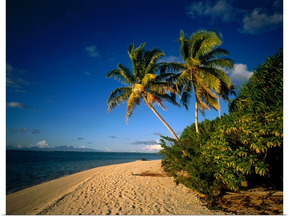 Huge photograph showcases a couple of palm trees sitting amongst lush patches of vegetation on the beach of an island with...