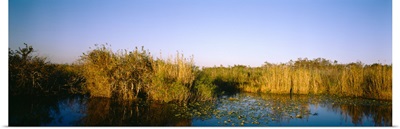 Tall grass at the lakeside, Anhinga Trail, Everglades National Park, Florida