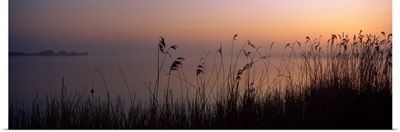 Tall grass at the lakeside at sunset Denge Marsh Dungeness Kent England