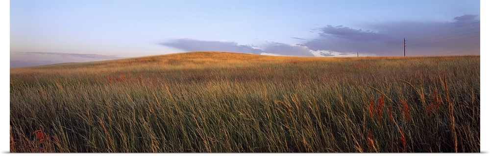 Tall grass in a field, High Plains, USA