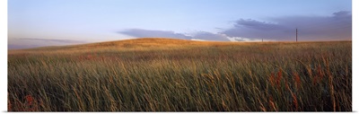 Tall grass in a field, High Plains, Cheyenne, Wyoming