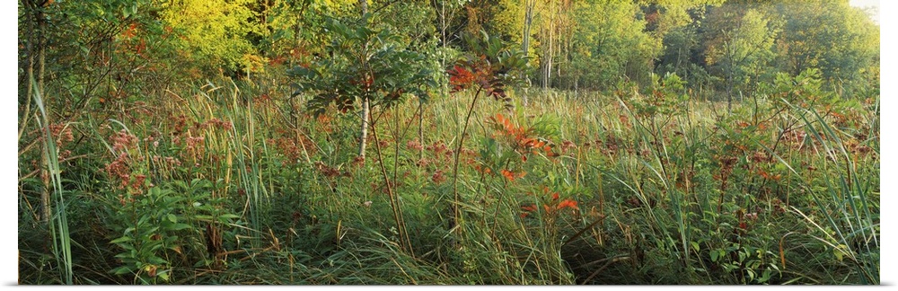 Tall grass in a forest, Pokagon State Park, Indiana,