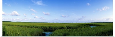 Tall grass in a swamp, Savannah, Georgia