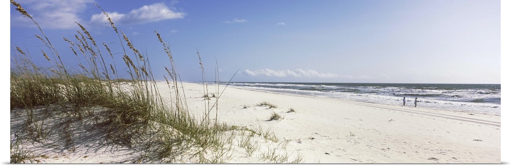 Tall grass on beach, Gulf Islands National Seashore, Pensacola, Florida