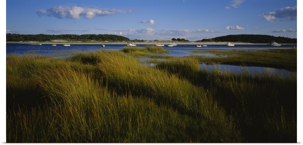 This is a landscape photograph of sea grass growing in the marshes and wet lands around the harbor.