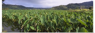 Taro crop in a field, Hanalei Valley, Kauai, Hawaii