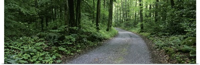 Tennessee, Great Smoky Mountains National Park, Road through a forest