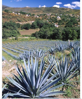 Tequila Agave Cultivation Mexico