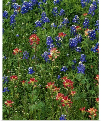 Texas bluebonnets and indian paintbrush flowers in bloom, Texas