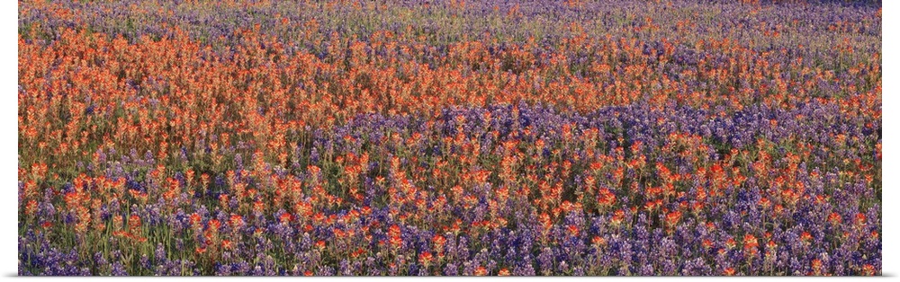 Panoramic photograph of colorful wildflower meadow.