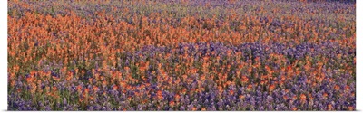 Texas Bluebonnets and Indian Paintbrushes in a field, Texas