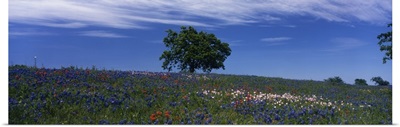 Texas, hill country