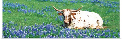 Texas Longhorn cow sitting on a field, Hill County, Texas
