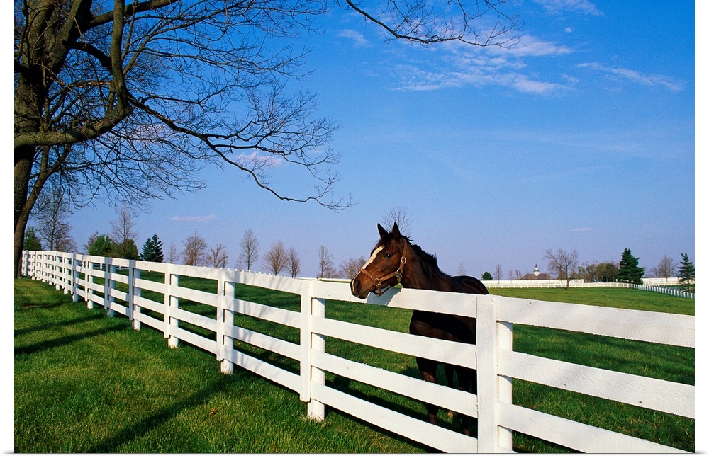Landscape, large photograph of a thoroughbred horse with his head leaning over a white fence, in Lexington, Kentucky.