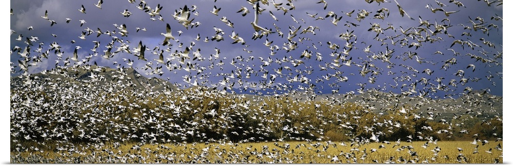 A panoramic of thousands of migrating snow geese taking flight over the Bosque del Apache National Wildlife Refuge, near S...