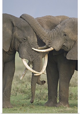 Three African elephants fighting in a field, Ngorongoro Crater, Arusha Region, Tanzania (Loxodonta africana)