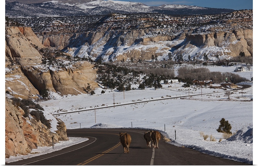 USA, Utah, Boulder, cow welcoming comittee, Rt.12, winter
