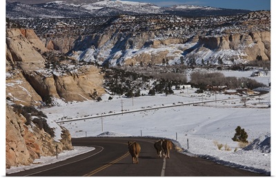 Three cows on a highway, Utah State Route 12, Boulder, Garfield County, Utah