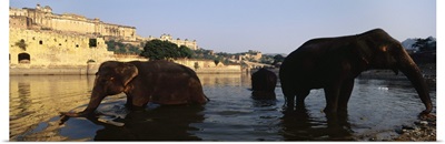 Three elephants in the river, Amber Fort, Jaipur, Rajasthan, India