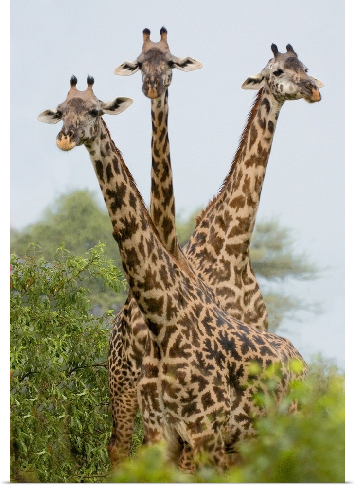 Up-close vertical panoramic photograph of giraffes overlooking treetops.