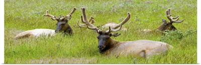 Three Roosevelt elk resting on grass, California