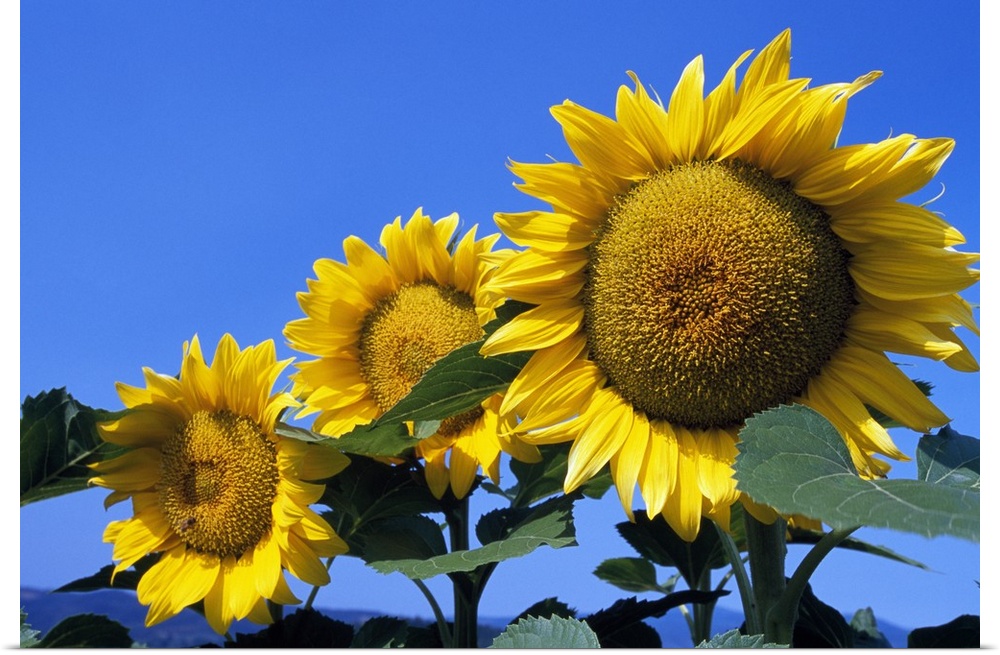 Up-close photograph f the three sunflowers under clear blue sky.