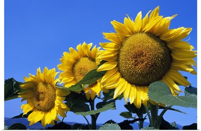 Three sunflower blossoms in a row, pale blue sky.