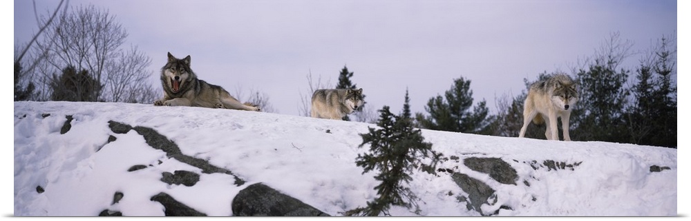 Three wolves are photographed laying and standing on a snowy hill.