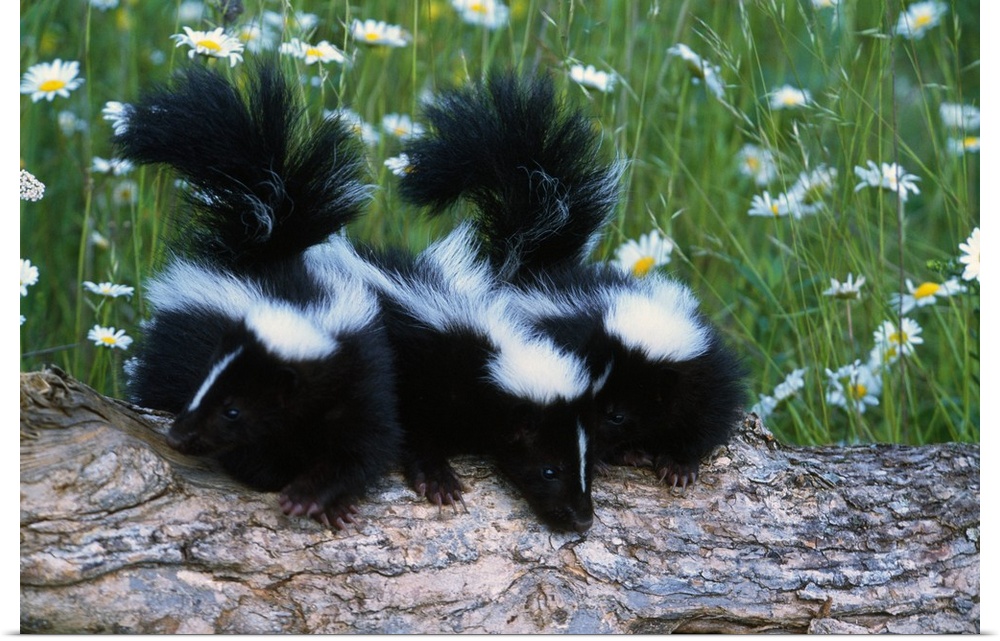 Three young skunks on log in wildflower meadow, Minnesota