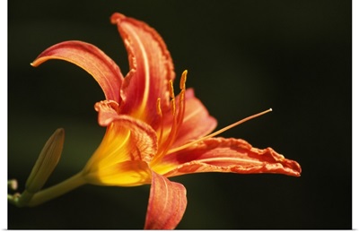 Tiger Lily Flower Blossom