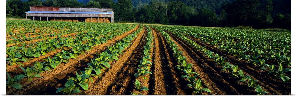 Tobacco field with a barn in the background, North Carolina