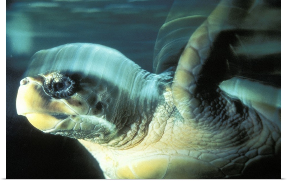 Tortoise Swimming