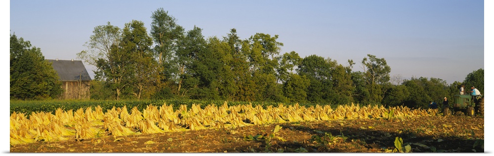 Tractor in a tobacco field, Winchester, Kentucky