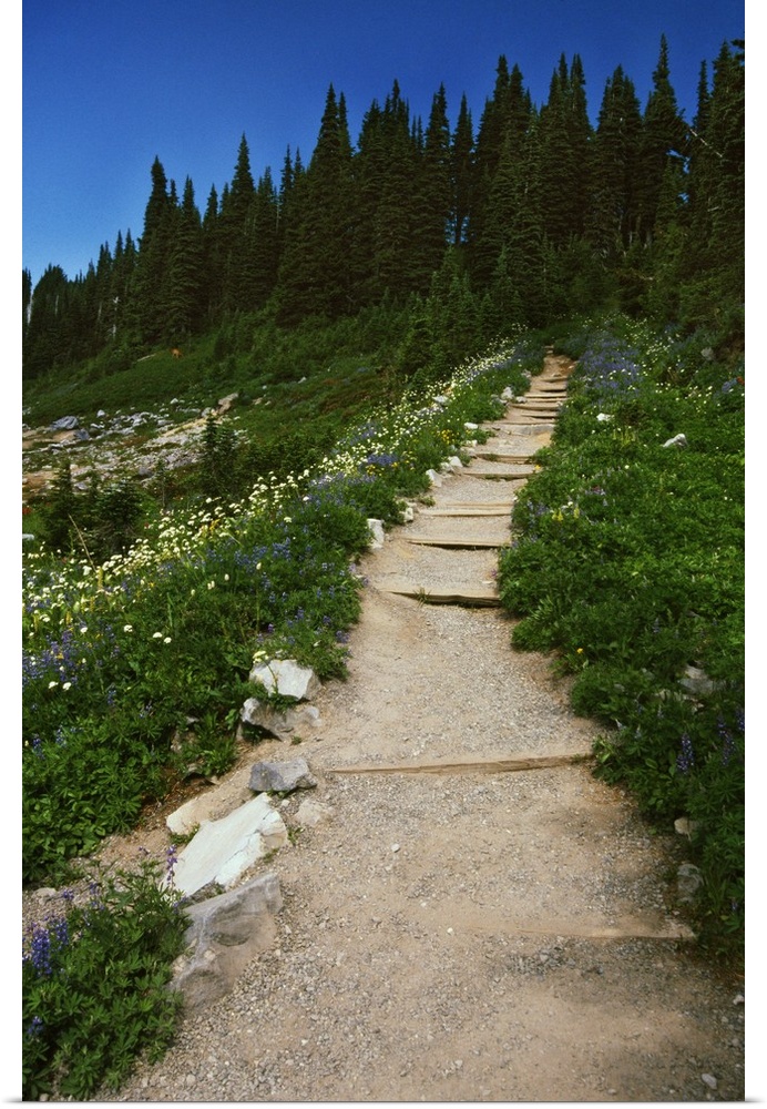 Trail through blooming wildflower meadow, Paradise Park, Mount Rainier National Park, Washington, united states,