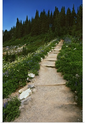 Trail through blooming wildflower meadow, Paradise Park, Mount Rainier National Park, Washington, united states,