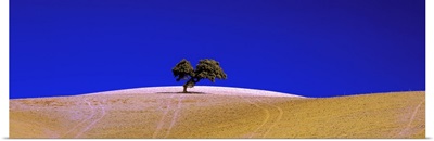 Tree Andalucia Spain