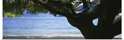 Tree at the lakeside, Lake Wakatipu, Queenstown, Otago Region, South Island, New Zealand
