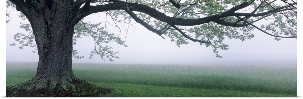 Panoramic photograph of a large tree in front of a vast farm field beneath a thin layer of fog, at Knox Farm State Park in...