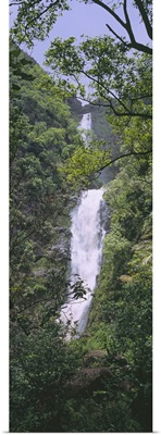 Tree in front of a waterfall, Moaula Falls, Halawa Valley, Molokai, Hawaii