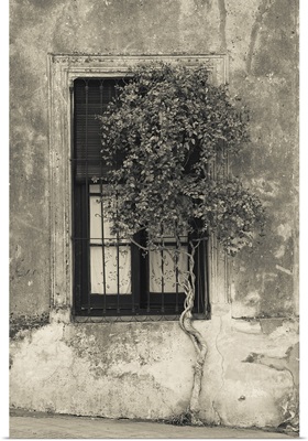 Tree in front of the window of a house, Calle San Jose, Colonia Del Sacramento, Uruguay