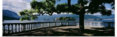 Tree near a lake, Stresa, Isola Bella, Borromean Islands, Lake Maggiore, Piedmont, Italy