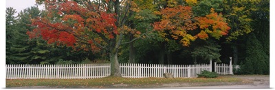 Tree near a picket fence, Vermont