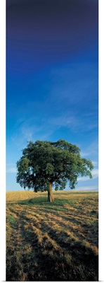 Tree on a field, Shaftesbury, Dorset, England