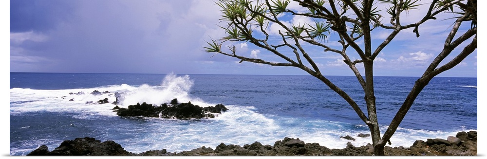 Panoramic photograph of rocky shoreline with breaking waves and one tall tree under a cloudy sky.