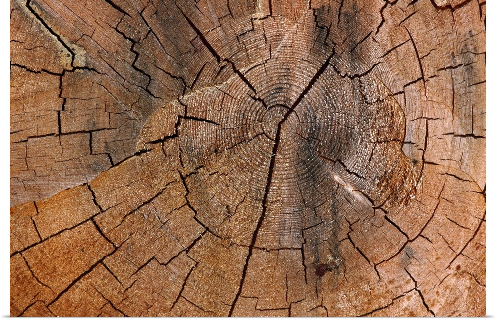 A photograph is taken very closely of a tree stump showing the rings and cracks in it.