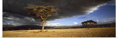 Tree w\storm clouds Tanzania