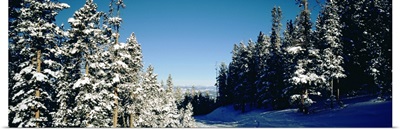 Treelined ski track, Winter Park Resort, Colorado